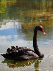 A black swan with a red beak is swimming in a pond. Cygnus atratus