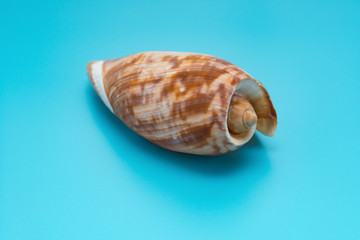 conch shell on a blue background