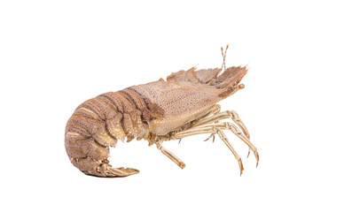 Stomatopods isolated on white background with clipping path , dry specimen animal marine .