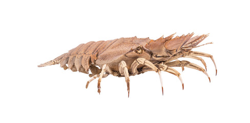Stomatopods isolated on white background with clipping path , dry specimen animal marine .