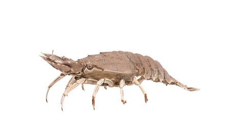 Stomatopods isolated on white background with clipping path , dry specimen animal marine .