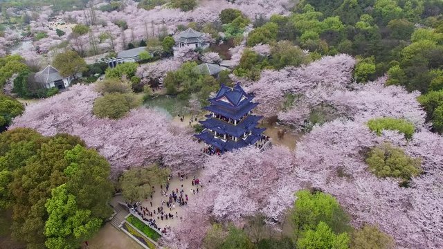 Cherry blossoms forest photographed by UAV, at Wuxi.