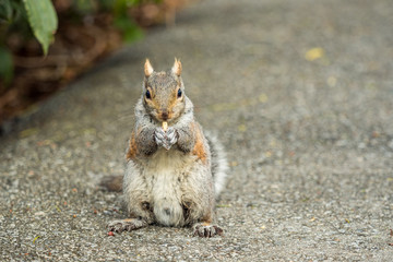 curious brown squirrel sitting on the road side of the park eating something in its pawn while staring at  you