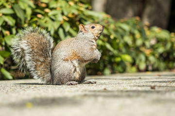 curious brown squirrel sitting on the road side of the park looking upwards