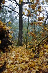 Golden Forest Path