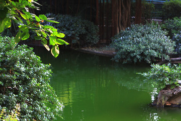 the Weeping of willow aka Salix babylonica