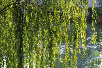 the Weeping of willow aka Salix babylonica