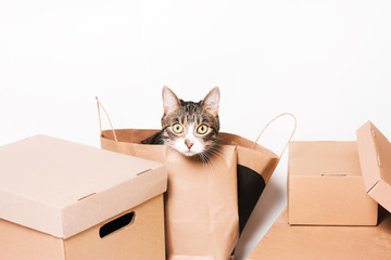 Fototapeta premium cat looks Cardboard boxes