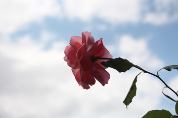 estas son diferentes tipos de flores y hojas, fotos tomadas en distintos lugares y jardines aqui podemos observar diferentes tipos,colores ,texturas y tamaños .           