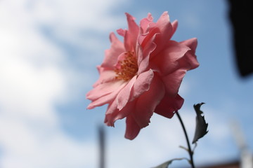 estas son diferentes tipos de flores y hojas, fotos tomadas en distintos lugares y jardines aqui podemos observar diferentes tipos,colores ,texturas y tamaños .           