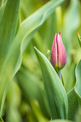 single beautiful pink tulip flower bud in the garden with blurry green background