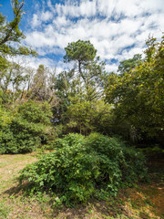 Green bushes and trees on the background of the sunny blue sky.