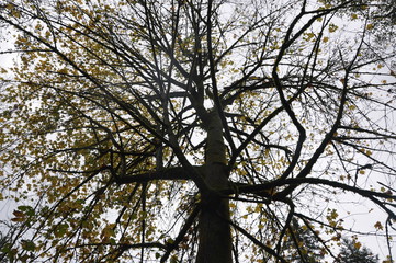 Autumn Maple 