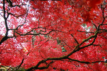 Japanese Maple in Fall