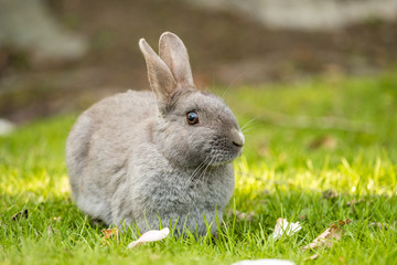 cute grey rabbit sitting on green grass land