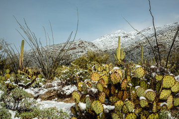 An epic winter storm brings welcome snow to the mountains and deserts of southern Arizona and Saguaro National Park near Tucson.