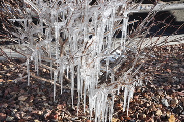 Encased in Ice