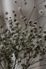 estas son diferentes tipos de flores y hojas, fotos tomadas en distintos lugares y jardines aqui podemos observar diferentes tipos,colores ,texturas y tamaños .           