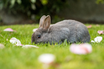cute grey rabbit laying on green grass land eating surround pink flower petals