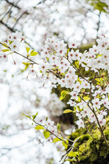 beautiful pink cherry blossom on branches in the park with blurry bright background