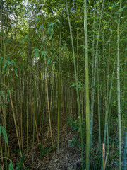 Naklejka premium High thickets of bamboo.
