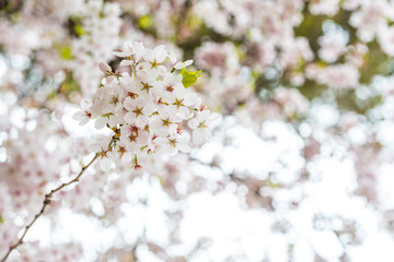 close up of beautiful pink cherry blossom on the branch with blurry background