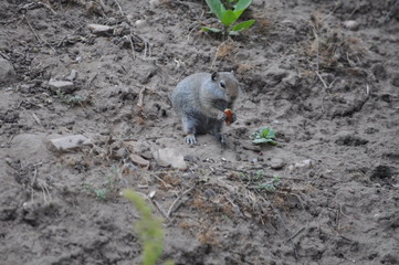 Prairie Dog Holding Food