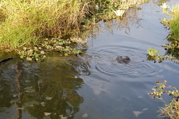 Alligator Hiding Swimming Watching Camouflage Danger