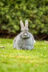 cute grey rabbit sitting on green grass field chewing a grass in its mouth while looking at you