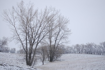 Fototapeta na wymiar Snow in Field