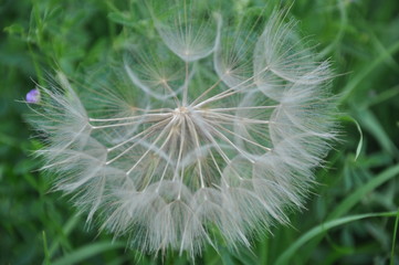 Dandelion Seeds Close Up