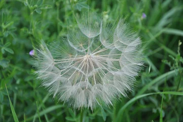 Abwaschbare Fototapete Dandelion Seeds © Loui