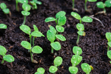 Salad seedling