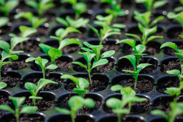 Seedlings are in the nursery tray