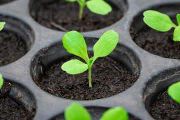 Seedlings are in the nursery tray