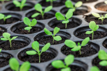 Seedlings are in the nursery tray