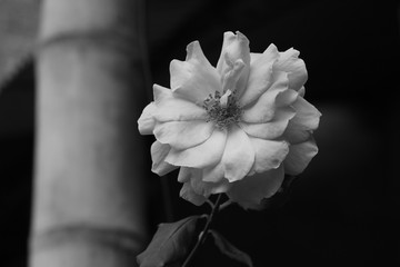 estas son diferentes tipos de flores y hojas, fotos tomadas en distintos lugares y jardines aqui podemos observar diferentes tipos,colores ,texturas y tamaños .           