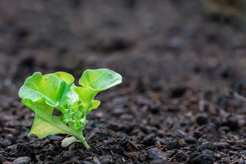 Seedling of salad vegetables