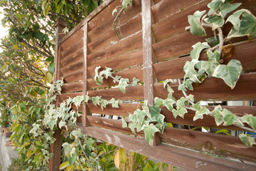 ヘデラ・ヘリックス　アイビー　植物　ガーデニング　趣味　園芸　栽培　春　緑