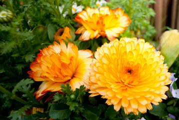 オレンジの花　花　オレンジ　春　自然ガーデニング　園芸　園芸植物　鉢植え　キク科