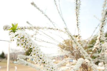 ユキヤナギ　ゆきやなぎ　白い花　小さい花　春　自然　花