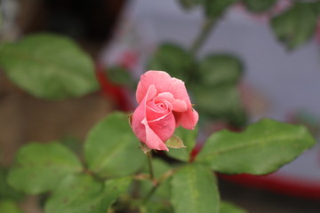 estas son diferentes tipos de flores y hojas, fotos tomadas en distintos lugares y jardines aqui podemos observar diferentes tipos,colores ,texturas y tamaños .           