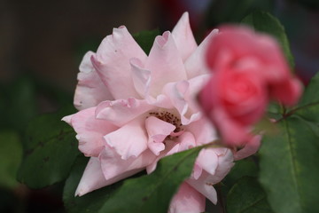 estas son diferentes tipos de flores y hojas, fotos tomadas en distintos lugares y jardines aqui podemos observar diferentes tipos,colores ,texturas y tamaños .           