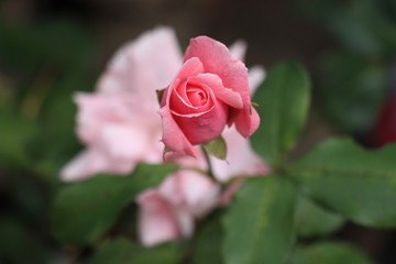 estas son diferentes tipos de flores y hojas, fotos tomadas en distintos lugares y jardines aqui podemos observar diferentes tipos,colores ,texturas y tamaños .           
