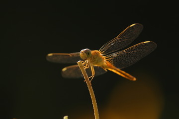 dragonfly