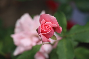 estas son diferentes tipos de flores y hojas, fotos tomadas en distintos lugares y jardines aqui podemos observar diferentes tipos,colores ,texturas y tamaños .           