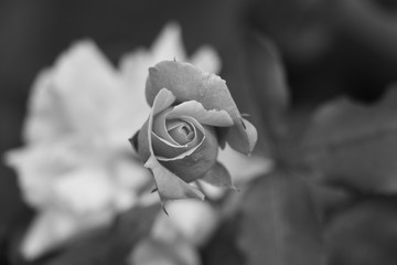 estas son diferentes tipos de flores y hojas, fotos tomadas en distintos lugares y jardines aqui podemos observar diferentes tipos,colores ,texturas y tamaños .           