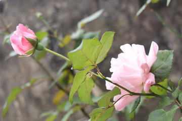 estas son diferentes tipos de flores y hojas, fotos tomadas en distintos lugares y jardines aqui podemos observar diferentes tipos,colores ,texturas y tamaños .           