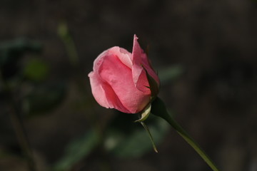estas son diferentes tipos de flores y hojas, fotos tomadas en distintos lugares y jardines aqui podemos observar diferentes tipos,colores ,texturas y tamaños .           
