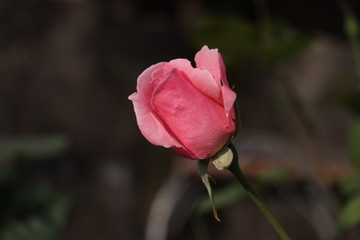 estas son diferentes tipos de flores y hojas, fotos tomadas en distintos lugares y jardines aqui podemos observar diferentes tipos,colores ,texturas y tamaños .           